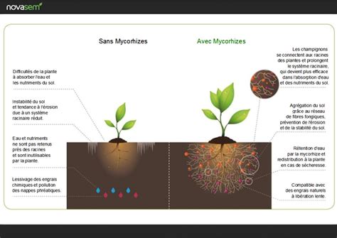 Graphique comparant l'absorption des nutriments avec et sans mycorhizes