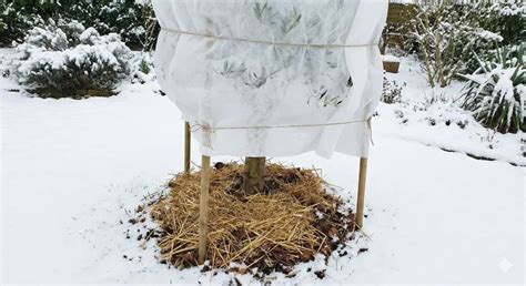 Protection hivernale d'un olivier