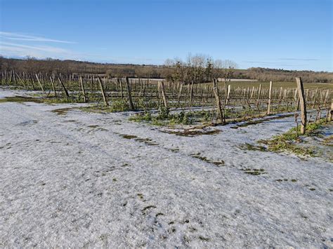 Vignoble Aveyron après orage de grêle