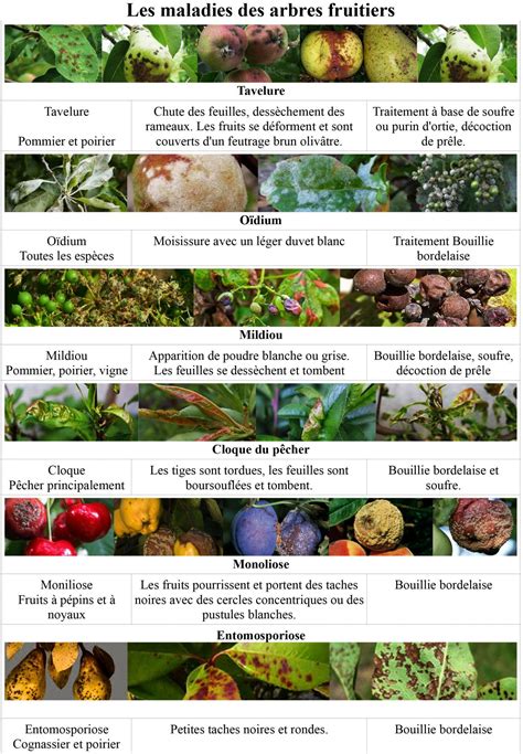schéma explicatif des maladies courantes sur les arbres fruitiers