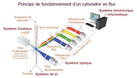 Schéma illustrant le processus de tri des spermatozoïdes en laboratoire par cytométrie de flux