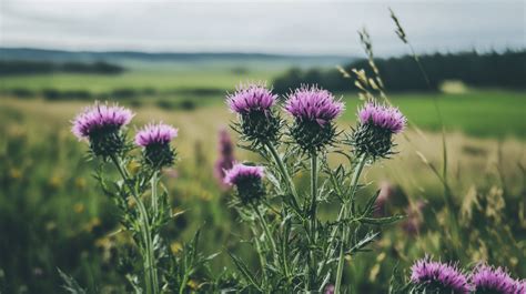 Champ de céréales d'automne avec des mauvaises herbes