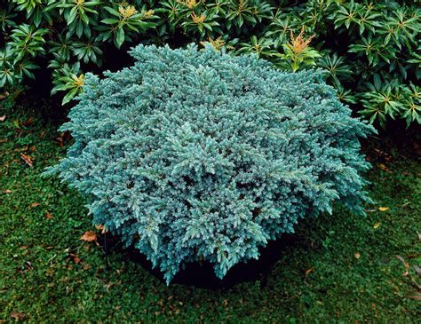 Plan rapproché sur le feuillage bleu-acier caractéristique du Juniperus squamata