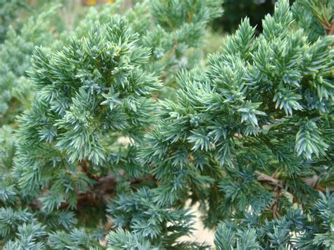 Exemple d'aménagement paysager utilisant le Juniperus squamata en couvre-sol dans une rocaille