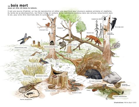 Illustration des techniques de bois mort (Jin/Shari) sur un spécimen de genévrier