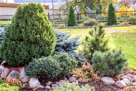 jardin avec conifères et buis bien entretenus