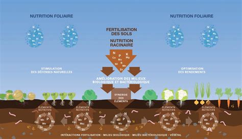 schéma illustrant l'intégration des granulés d'engrais dans le trou de plantation