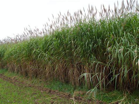 Champ de Miscanthus giganteus mature en période estivale