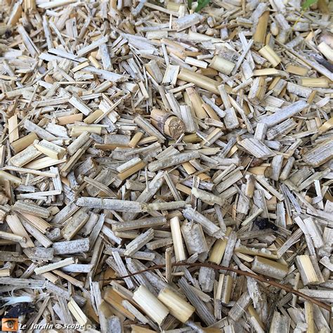 Utilisation du paillis de Miscanthus dans une exploitation maraîchère
