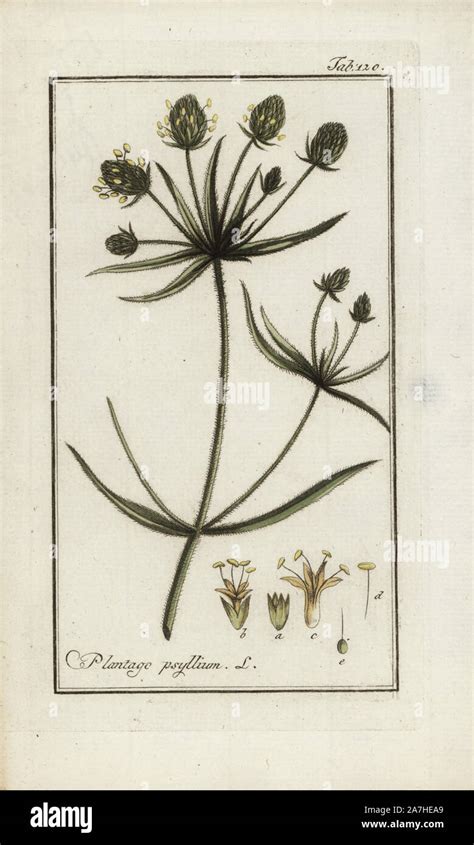 Illustration botanique du Plantago psyllium ou psyllium noir dans son habitat méditerranéen