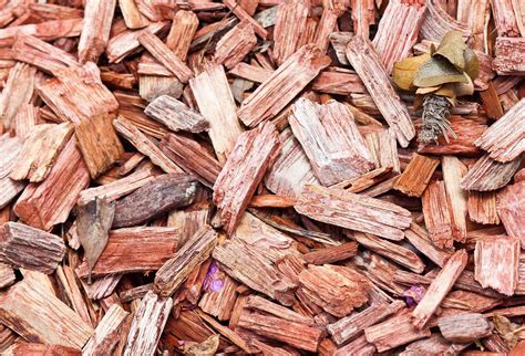 Infographie comparant les avantages et inconvénients du paillage plastique versus mulch organique