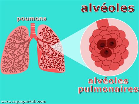 Schéma simplifié des alvéoles pulmonaires et de l'action drainante du macérat