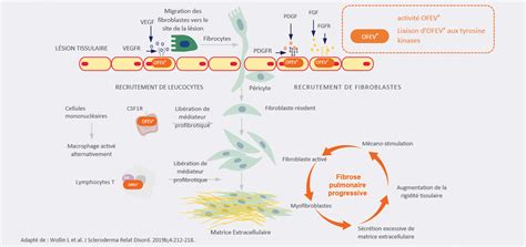 Diagramme expliquant le mécanisme d'action de l'acide pélargonique sur le feuillage des adventices