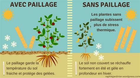 Schéma explicatif montrant la différence entre paillage organique et minéral au pied d'une plante