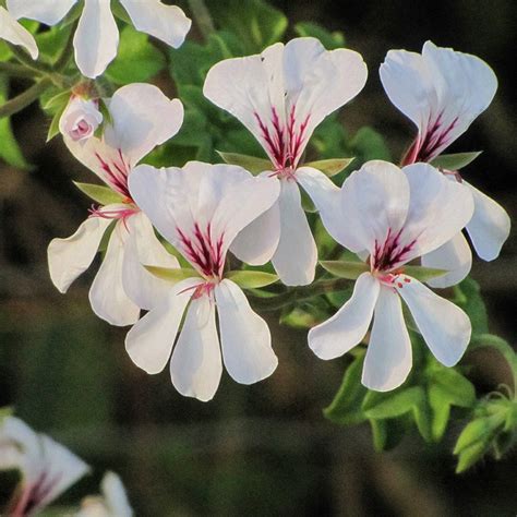 Détail des fleurs doubles du Pelargonium peltatum