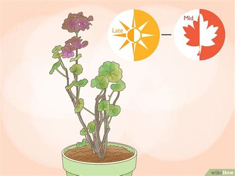 Schéma illustrant l'hivernage des géraniums en pot