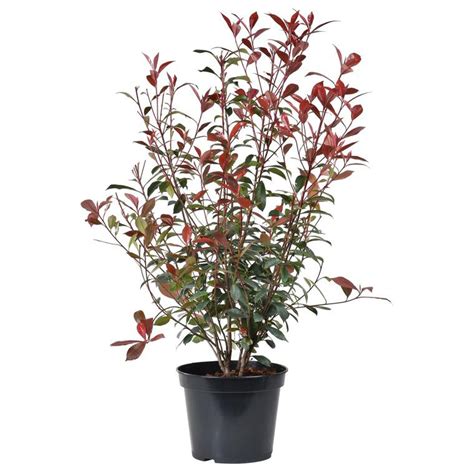 Photinia 'Red Robin' en pot, montrant la différence entre jeunes pousses rouges et feuillage mature vert