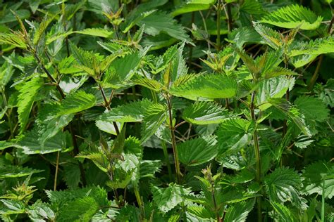 Photographie ancienne d'une forêt européenne montrant la diversité des plantes comestibles sauvages