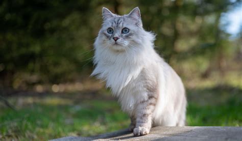 Schéma illustrant le mode de vie idéal de l'Angora Turc avec accès extérieur