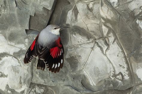 Illustration de la faune locale : le Tichodrome échelette sur une paroi rocheuse