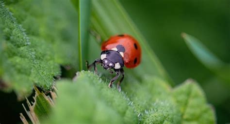 terrarium pour coccinelles