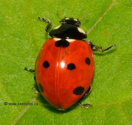 coccinelle à sept points