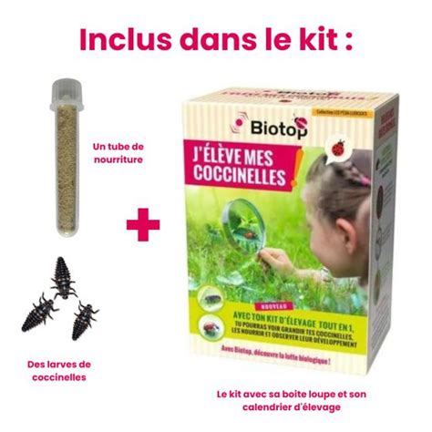 kit d'élevage de coccinelles