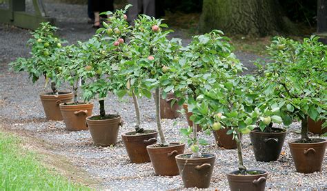 Photographie montrant un arbre fruitier nain en pot