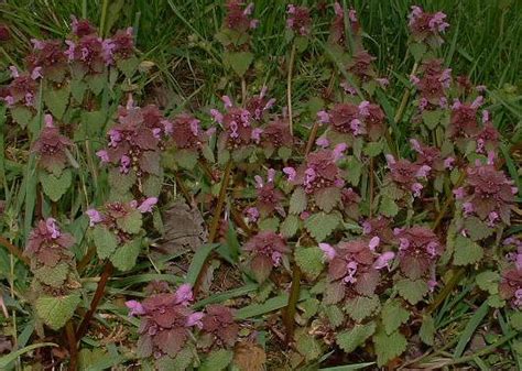 Illustration comparative Lamium orvala et Lamium purpureum