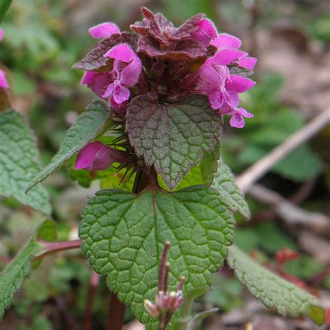 Détail des fleurs et feuilles du Lamium purpureum