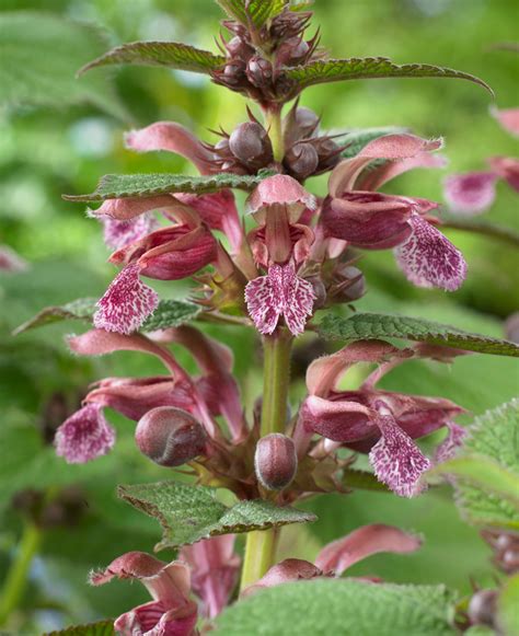Comparaison visuelle Lamium orvala et Lamium purpureum