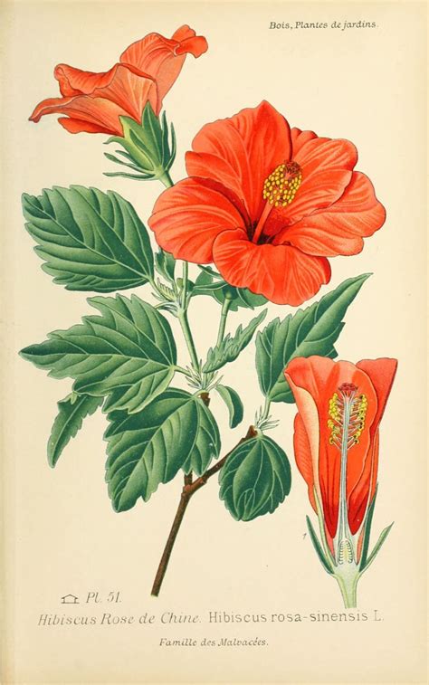 Illustration botanique d'un hibiscus syriacus en fleurs