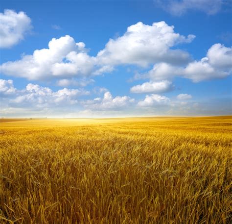 Champs de céréales et ciel bleu