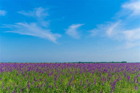 Champ de luzerne en fleur