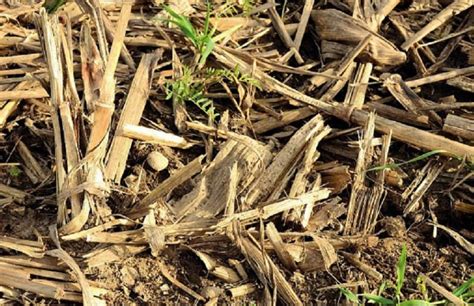 Champ de maïs avec résidus servant de mulch
