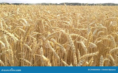 Grains de blé dorés mûrs