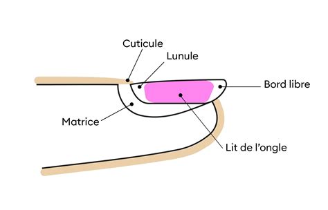 Schéma illustrant la structure d'une boucle : cuticules, cortex et besoin d'hydratation