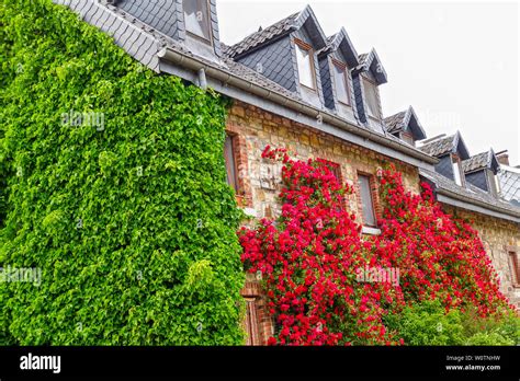 Mur de pélargoniums-lierre en pleine floraison