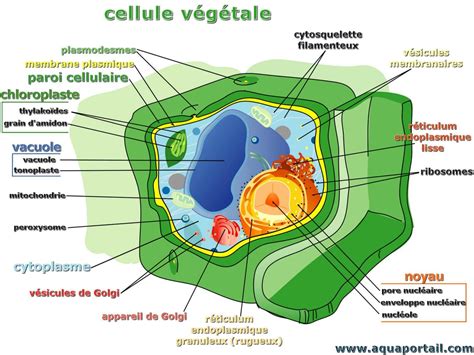 Schéma illustrant le mode d'action de l'acide pélargonique sur les cellules végétales