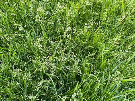 Comparaison visuelle entre le Poa annua (annuel) et le Poa pratensis (vivace)