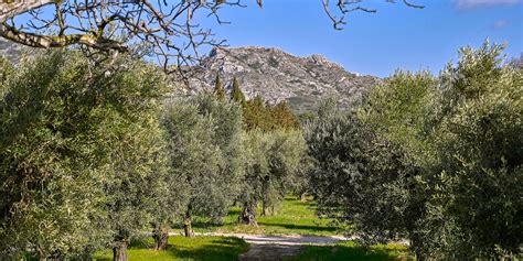 Paysage des oliveraies de la commune de Boukhelifa sous un ciel d'automne