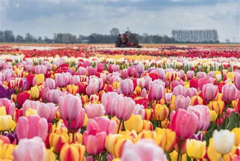 Champ de tulipes colorées en libre-service sous un ciel printanier en Alsace