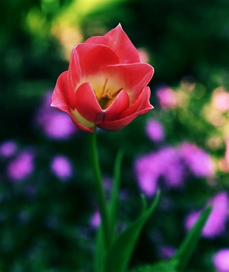 Gros plan sur une main choisissant une tulipe dans un champ alsacien