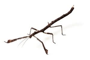 Phasme Hermagoras cultratolobatus se camouflant sur une branche