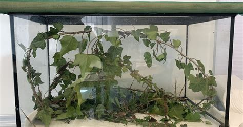 Plat de lierre servi à des phasmes dans un terrarium