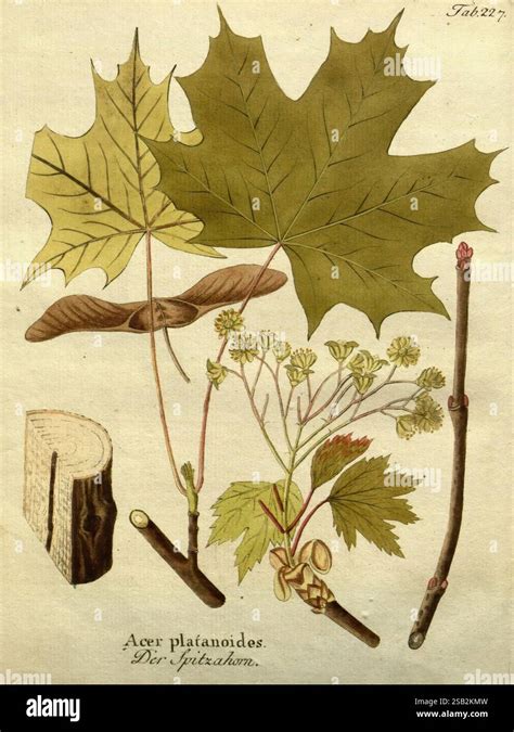 Illustration détaillée des feuilles lobées caractéristiques de l'Acer platanoides