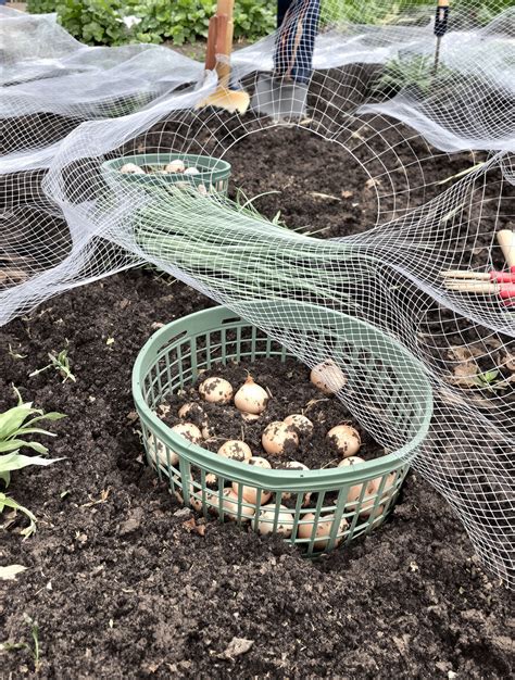 potager protégé par un grillage