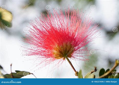 fleurs roses d'albizia en gros plan