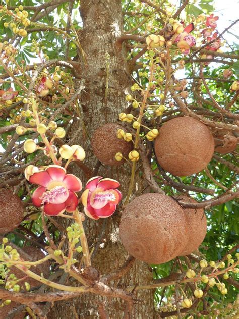 fleurs et fruits de l'arbre à boulet de canon