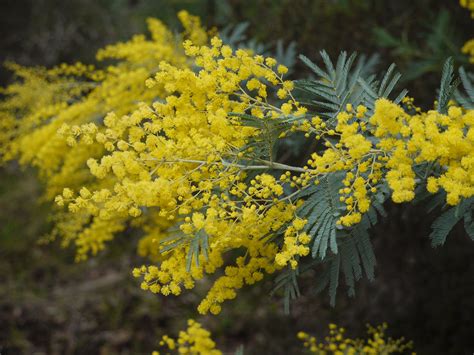mimosa en pleine floraison hivernale
